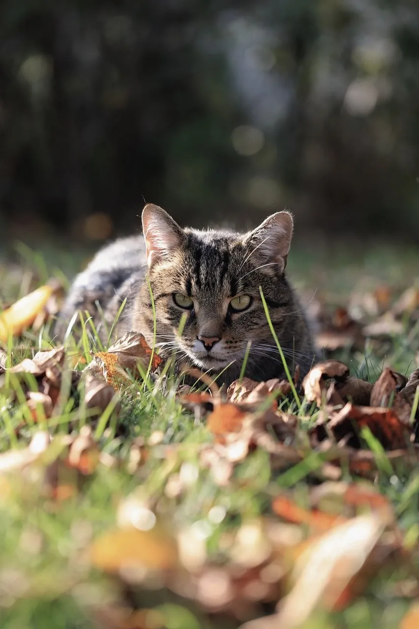 Captivating Autumn Cat: Gaze in the Golden Light