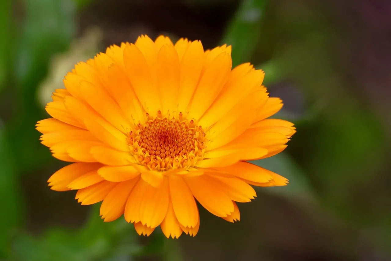 Vibrant Orange Calendula Blooms in Spring Garden