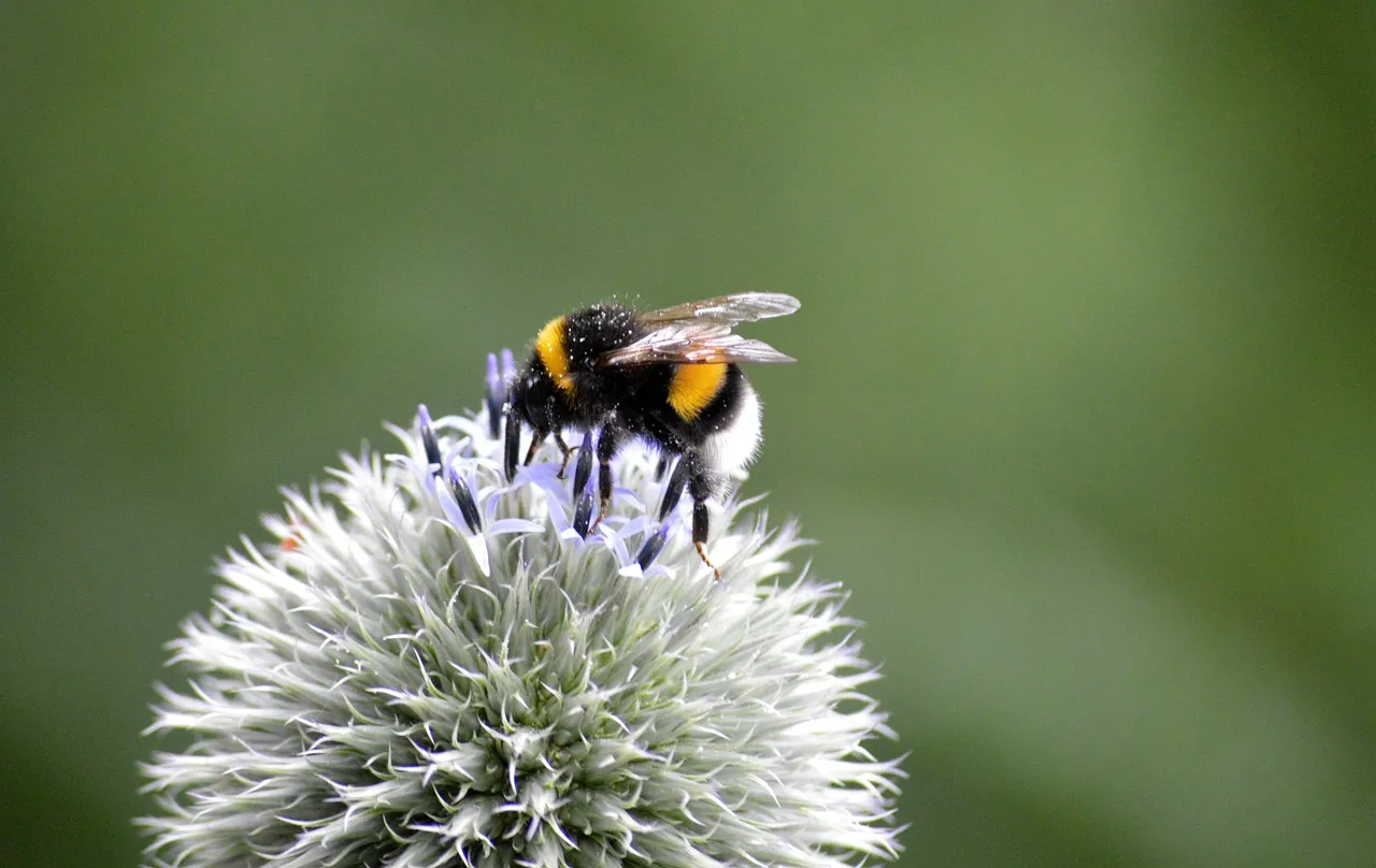 Vibrant Bumblebee Nectaring on Banater Globe Thistle