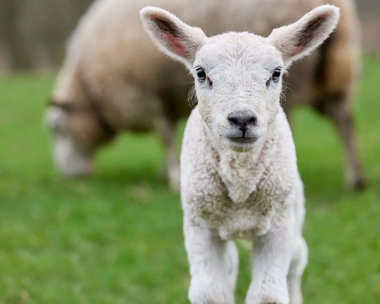 Adorable Lamb's Gentle Gaze: Spring Meadow Delights