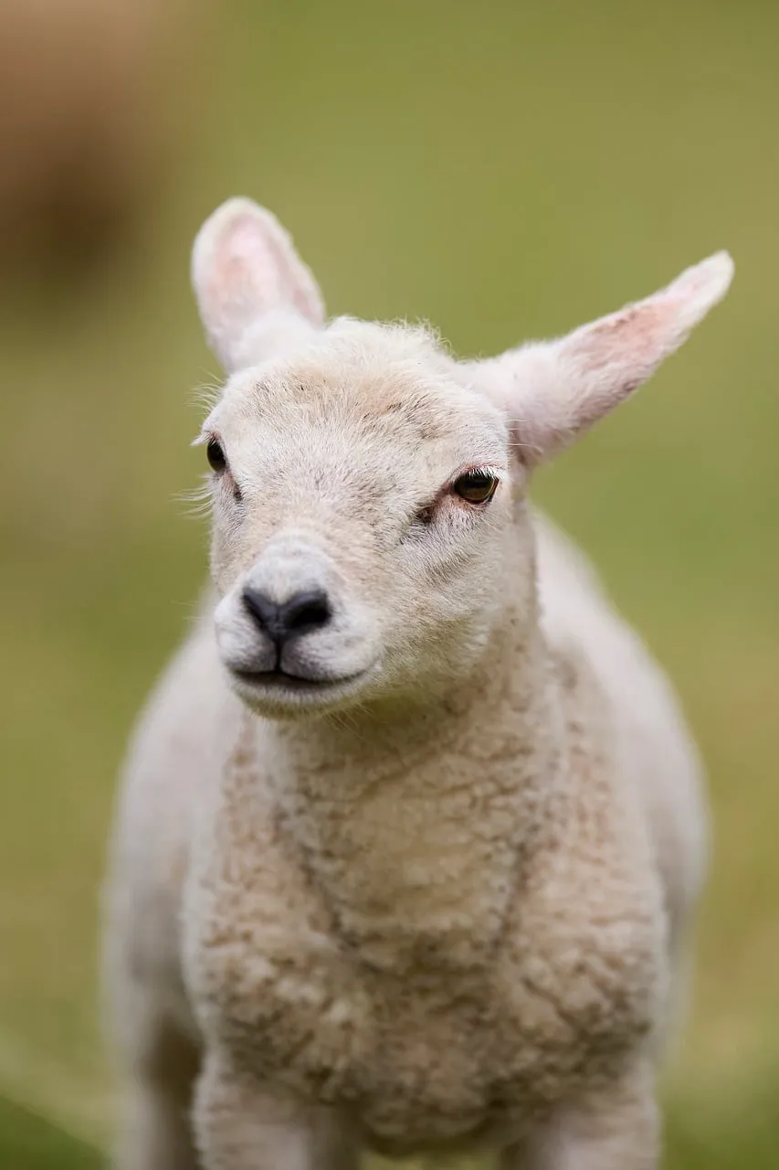 Adorable Lamb: Portrait of Innocence on the Farm