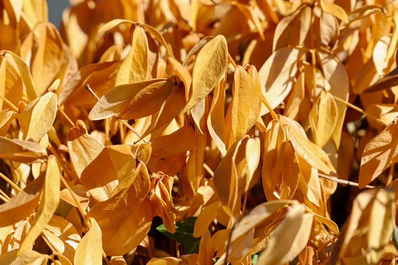 Golden Decay: Drought's Stark Beauty in Autumn Leaves