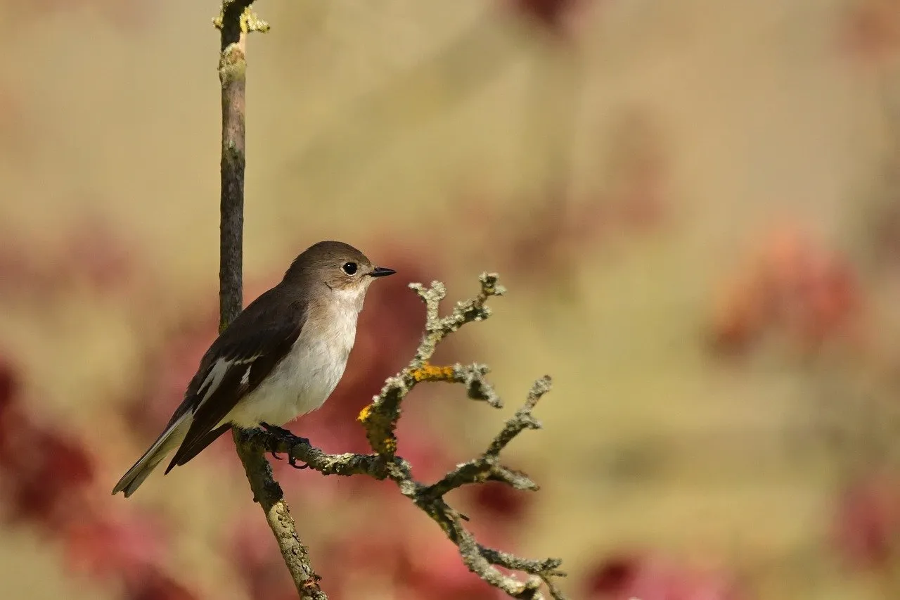 Charming Songbird Perched on Branch at Sunrise