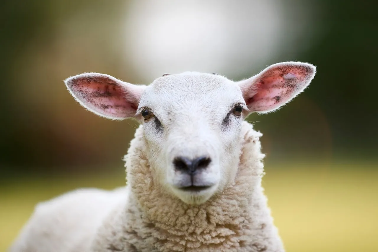 Captivating Gaze: Close-up Portrait of a Curious Young Lamb