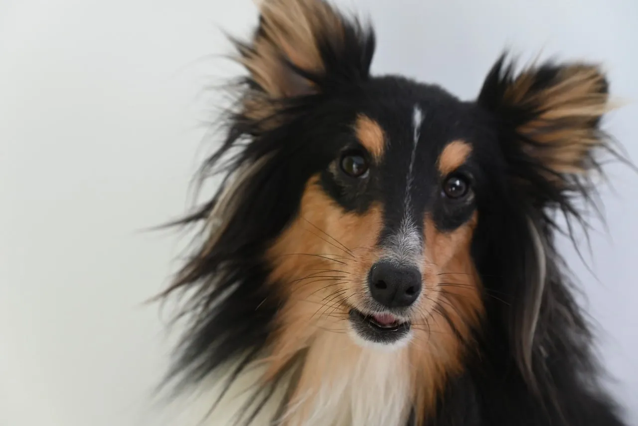 Charming Tricolor Shetland Sheepdog Portrait with Expressive Eyes