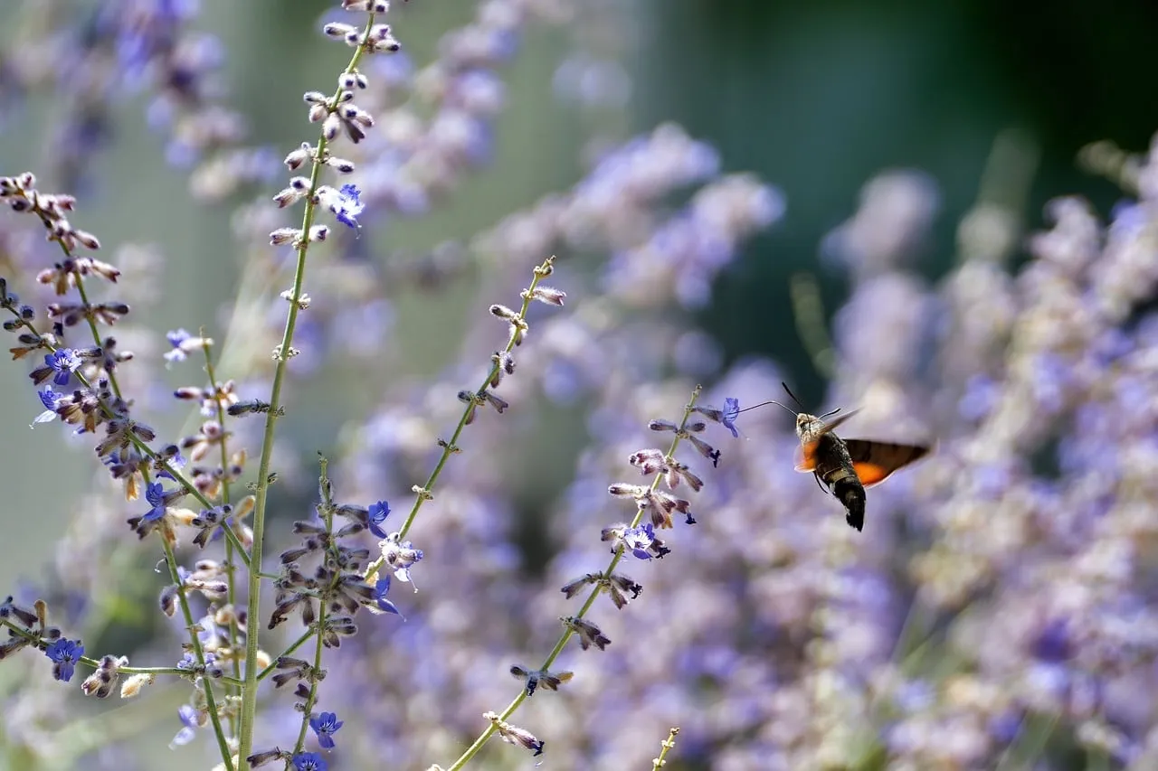 Hummingbird Hawk-moth Sips Nectar from Lavender Bloom