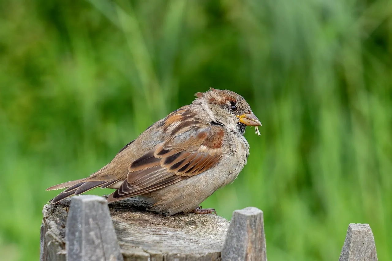 Vibrant Garden Sparrow: A Close-up of Nature's Delight
