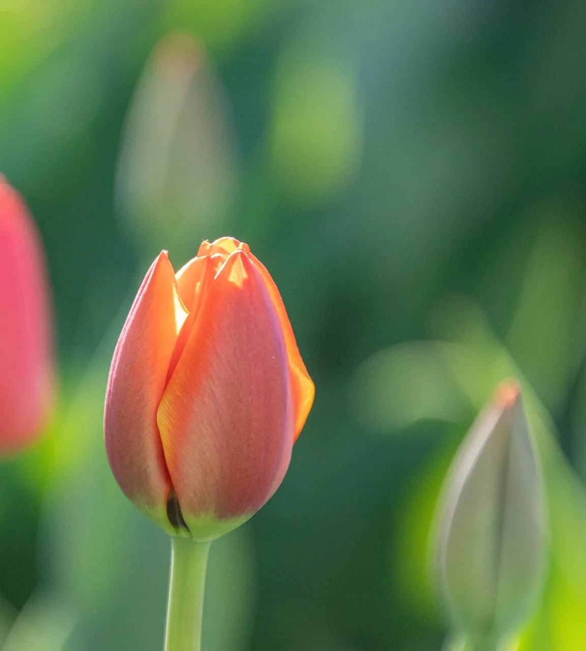 Vibrant Spring Tulip Bud in Golden Morning Light