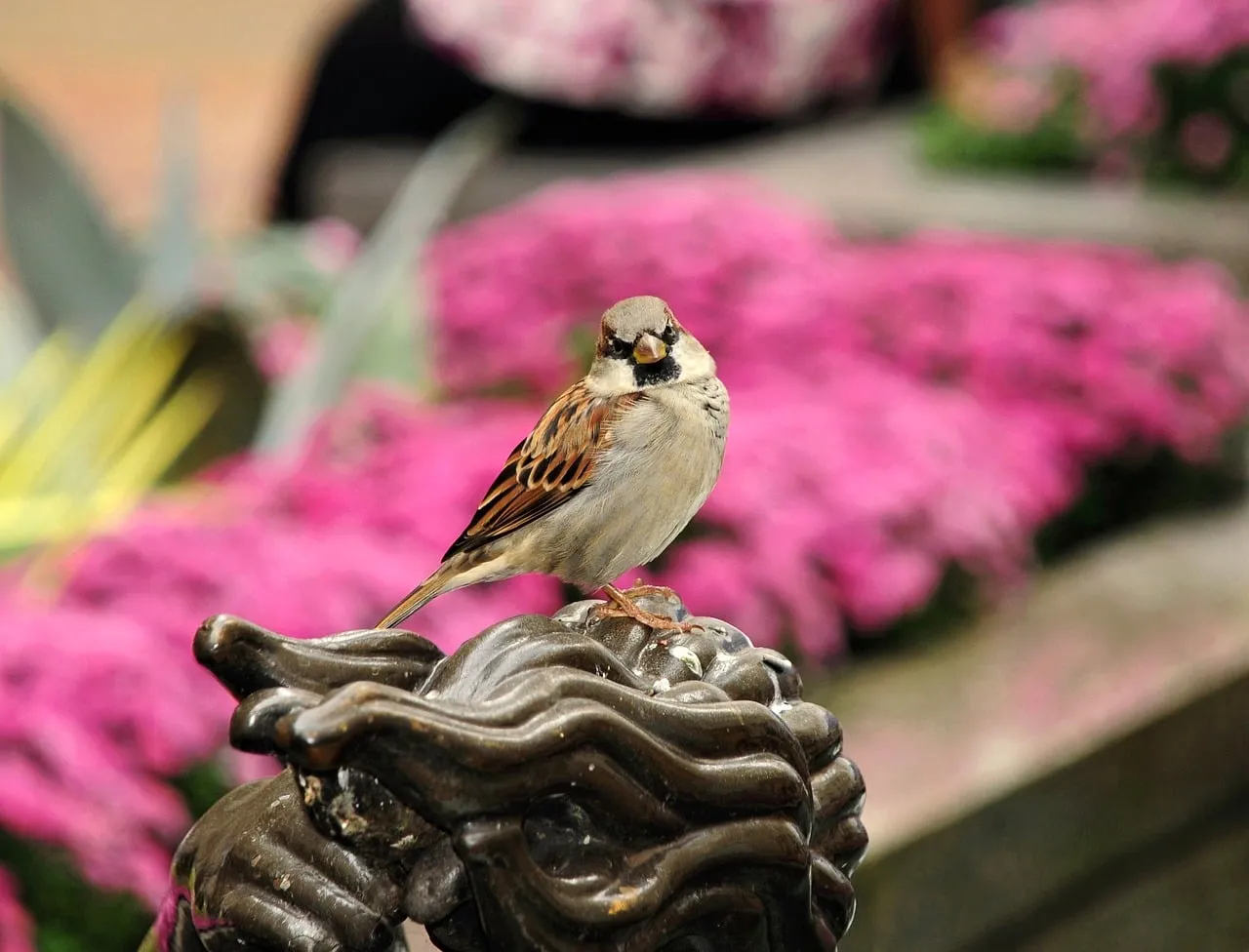 Charming Sparrow Perched on Bronze Statue Amidst Pink Blooms