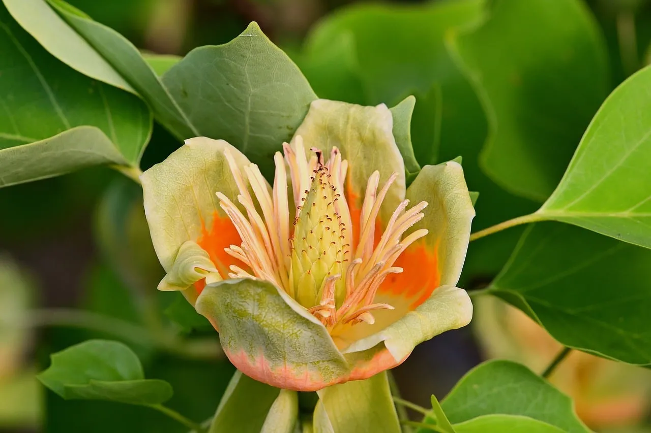 Exotic Trumpet Bloom: A Vibrant Tulip Tree Flower