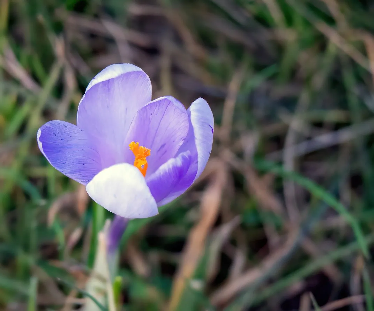 Vibrant Crocus Blossom: A Close-Up of Spring's Awakening