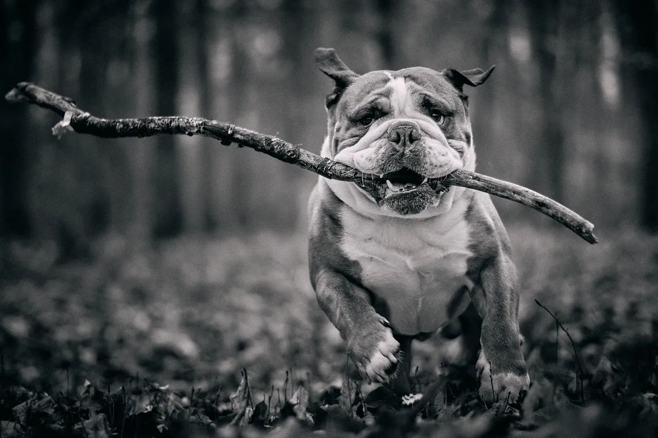 Dynamic Bulldog Chase: Playful Pup with Stick in Forest