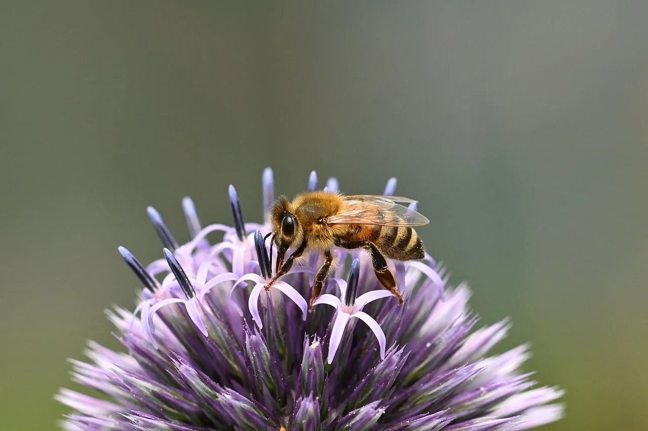Vibrant Macro: Honey Bee Pollinating Purple Globe Thistle