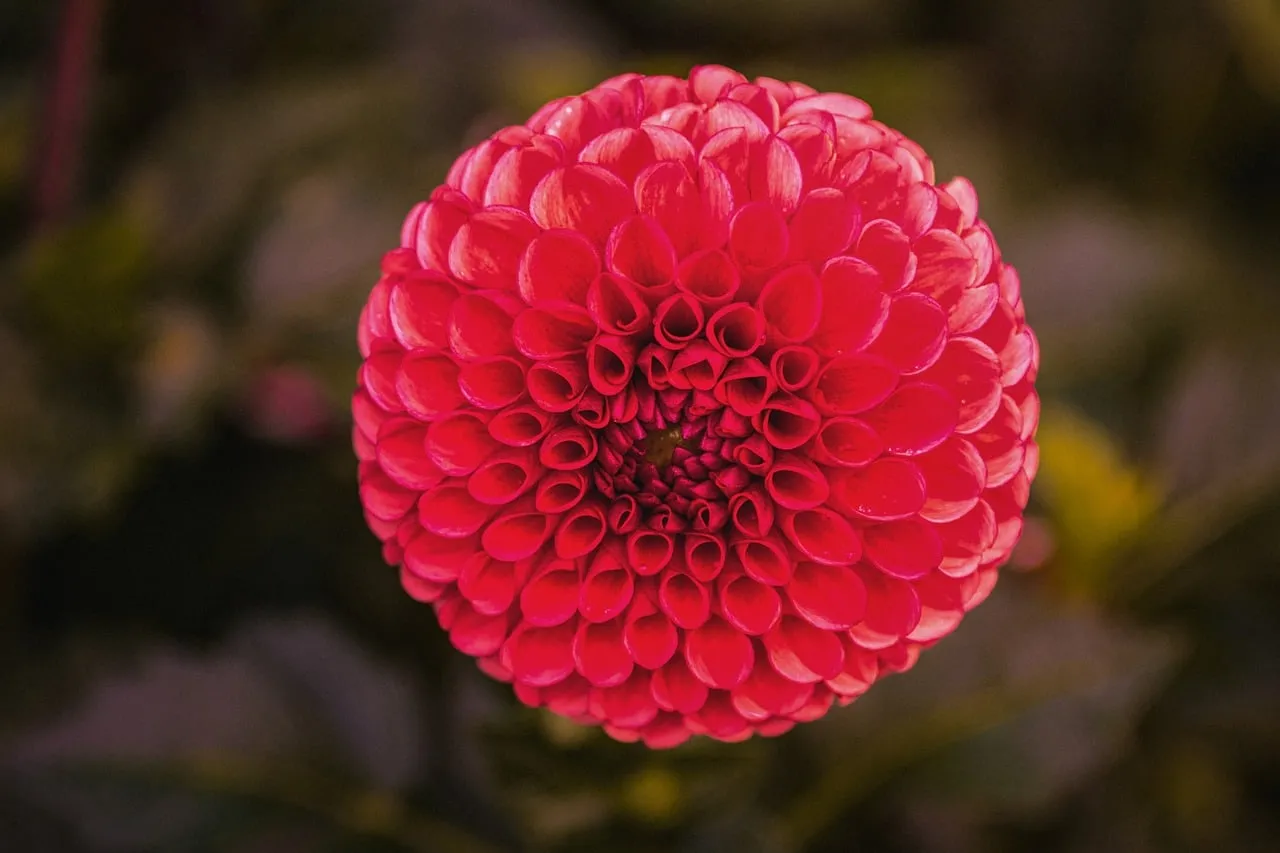 Vibrant Scarlet Dahlia: Summer's Botanical Masterpiece