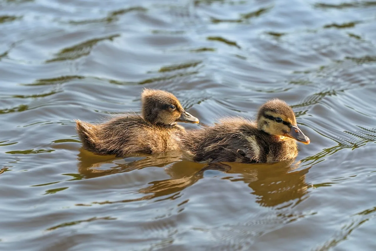 Adorable Fluffy Ducklings Gracefully Floating on Calm Water
