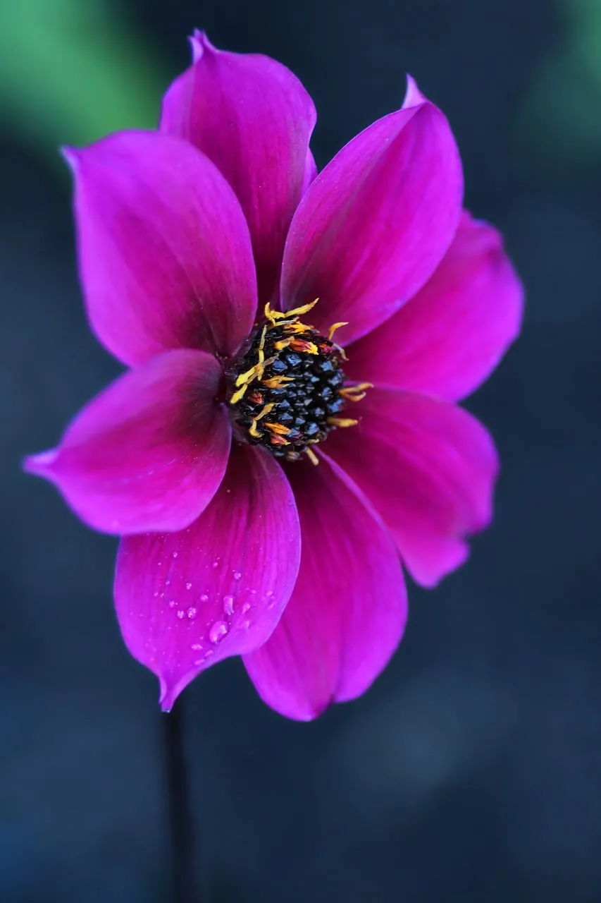 Vibrant Purple Dahlia: A Macro Nature's Masterpiece