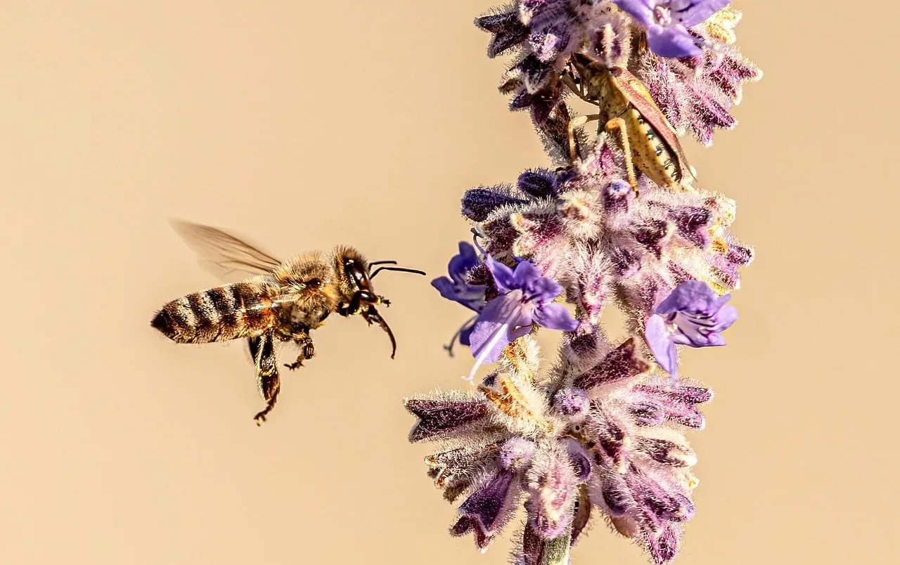 Vibrant Bee Dances on Lavender: Nature's Spring Symphony