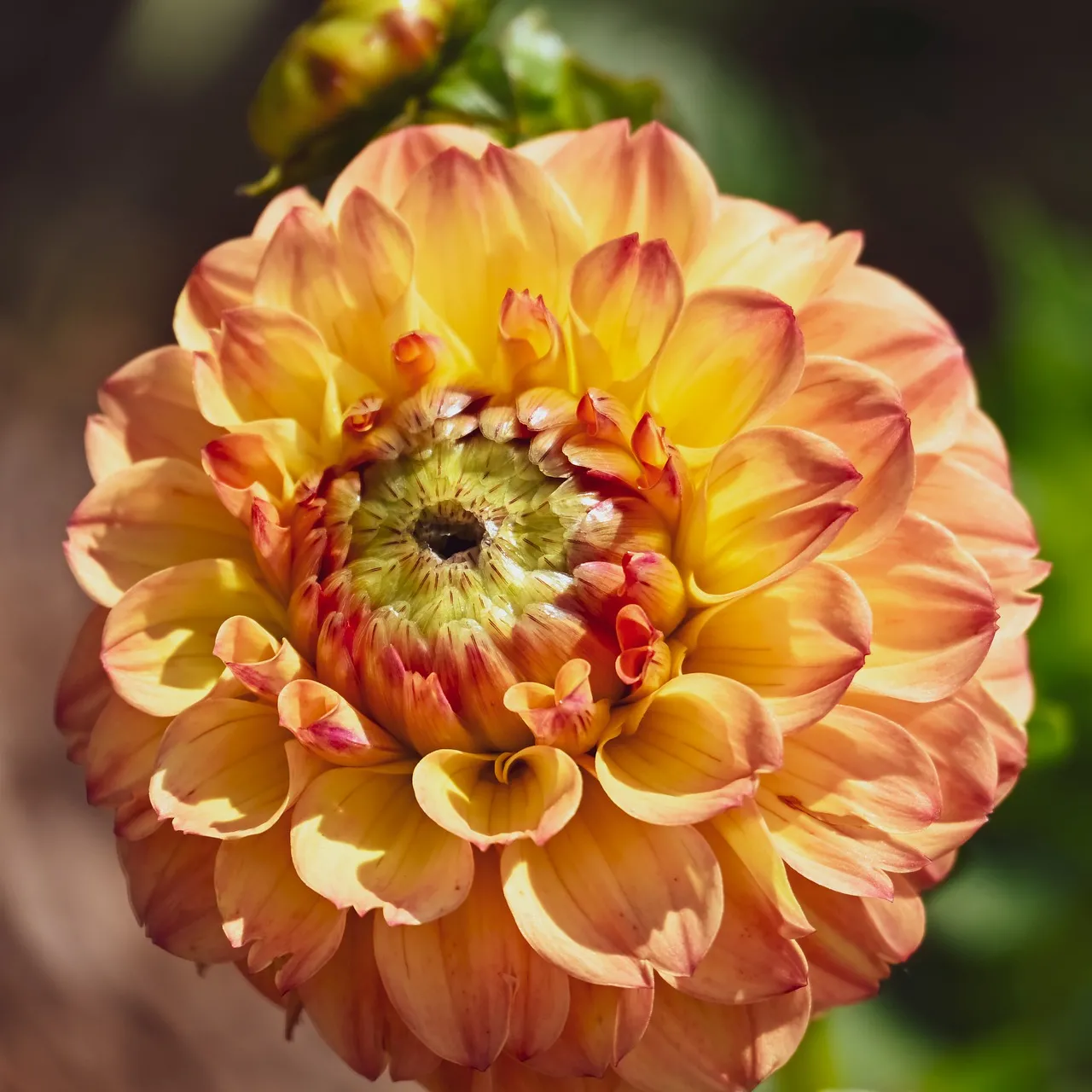Vibrant Dahlia Bloom: A Summer Garden Masterpiece
