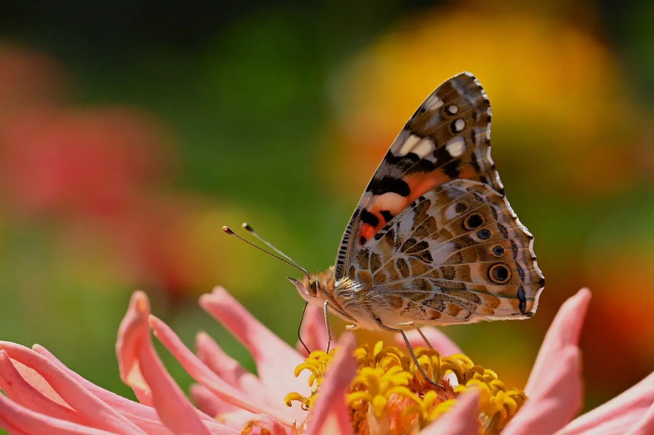 Vibrant Zinnia: Painted Lady Butterfly Close-up