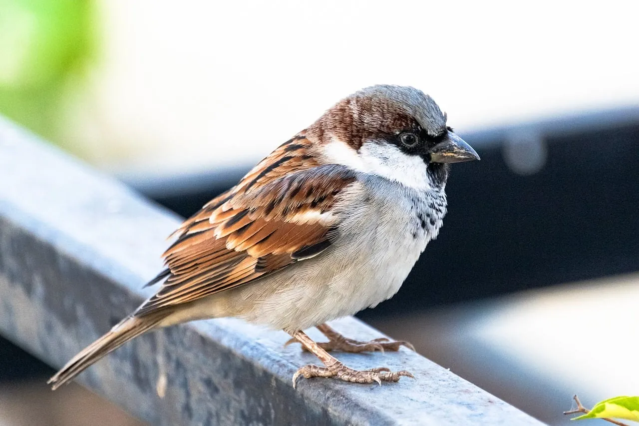 Charming Urban Sparrow Perched, A Glimpse of Wild Nature