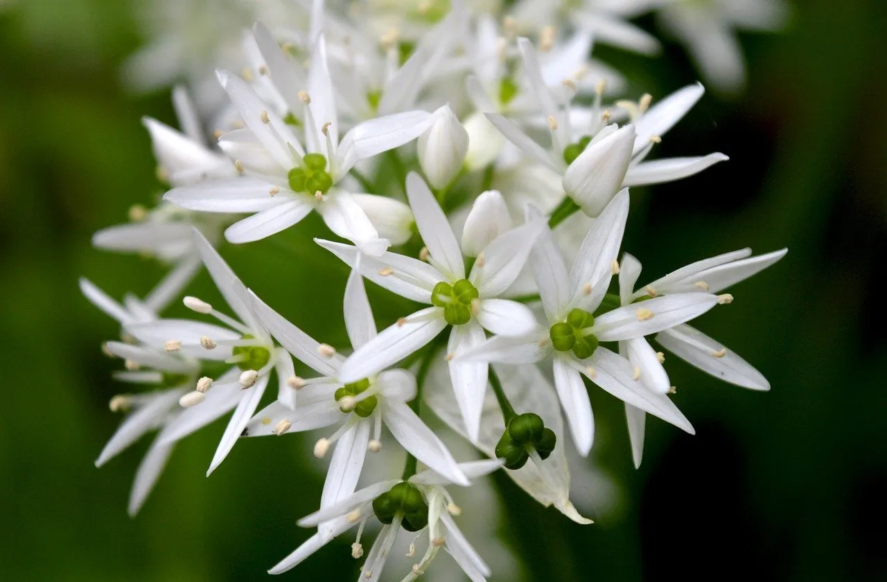 Delicate White Blooms: Wild Garlic in Spring