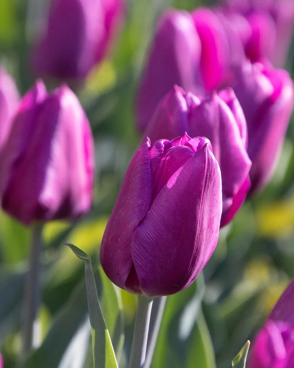 Vibrant Purple Tulips: A Springtime Symphony of Color