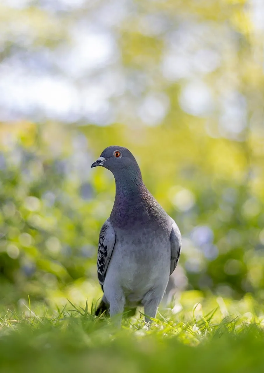 Vibrant Pigeon in Nature: Bright Bokeh Background