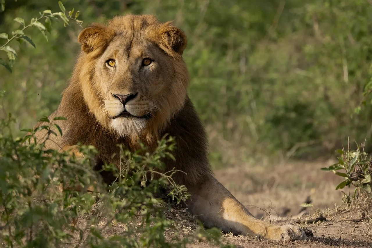 Majestic Lion's Gaze: Untamed Savanna King
