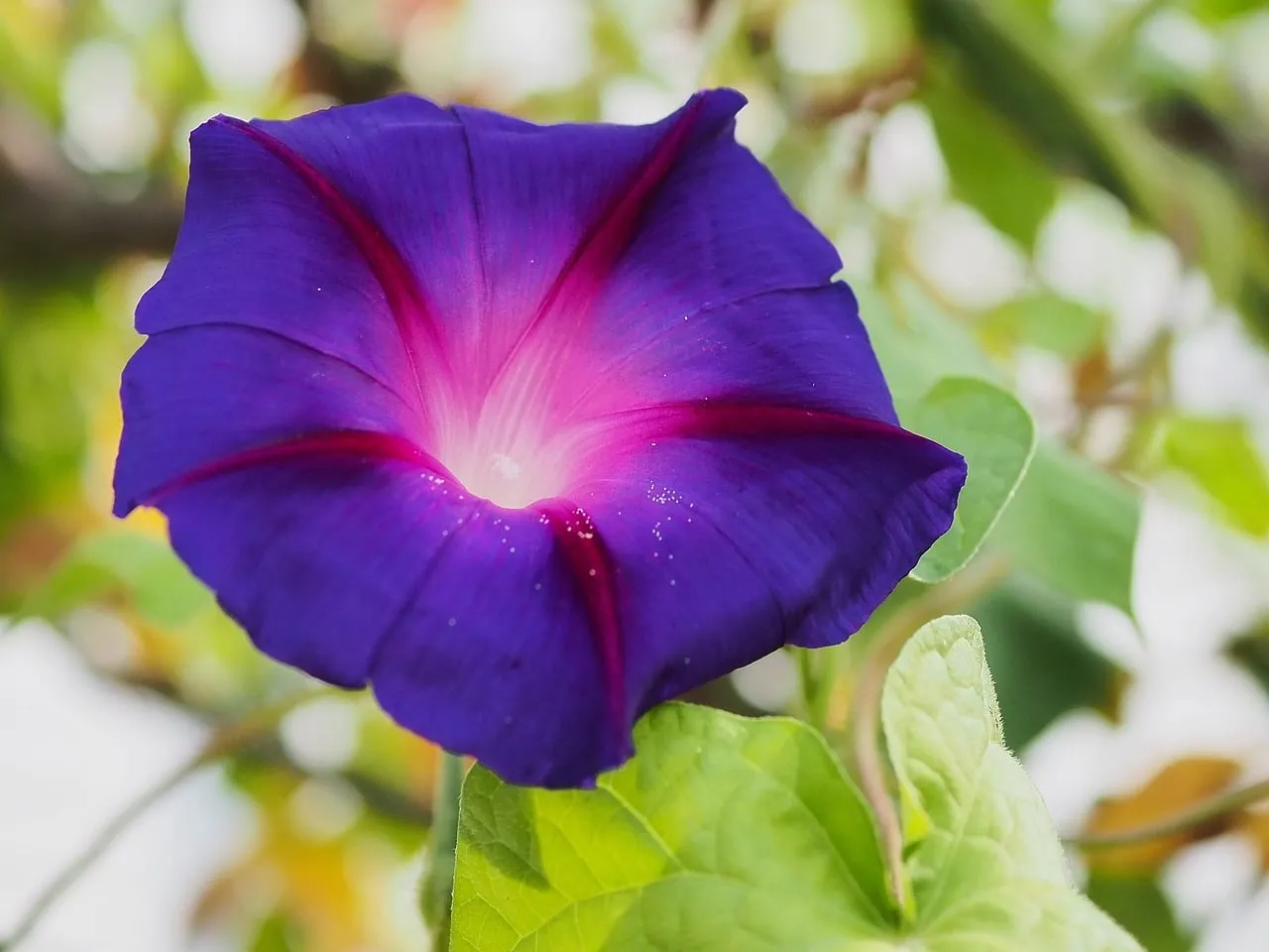 Vibrant Morning Glory: A Close-Up of Nature's Purple Bloom