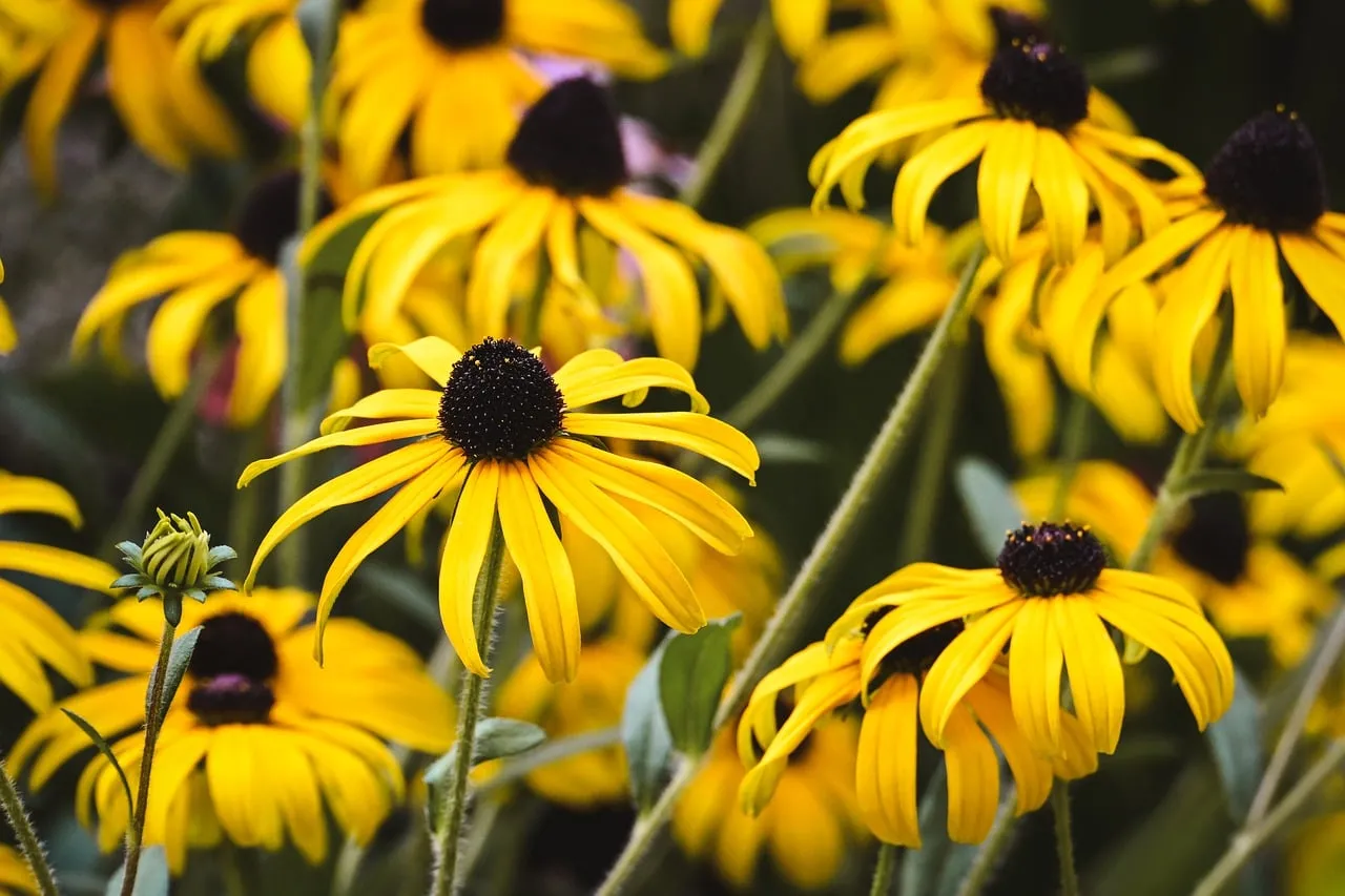 Vibrant Rudbeckia Blooms: Nature's Golden Embrace
