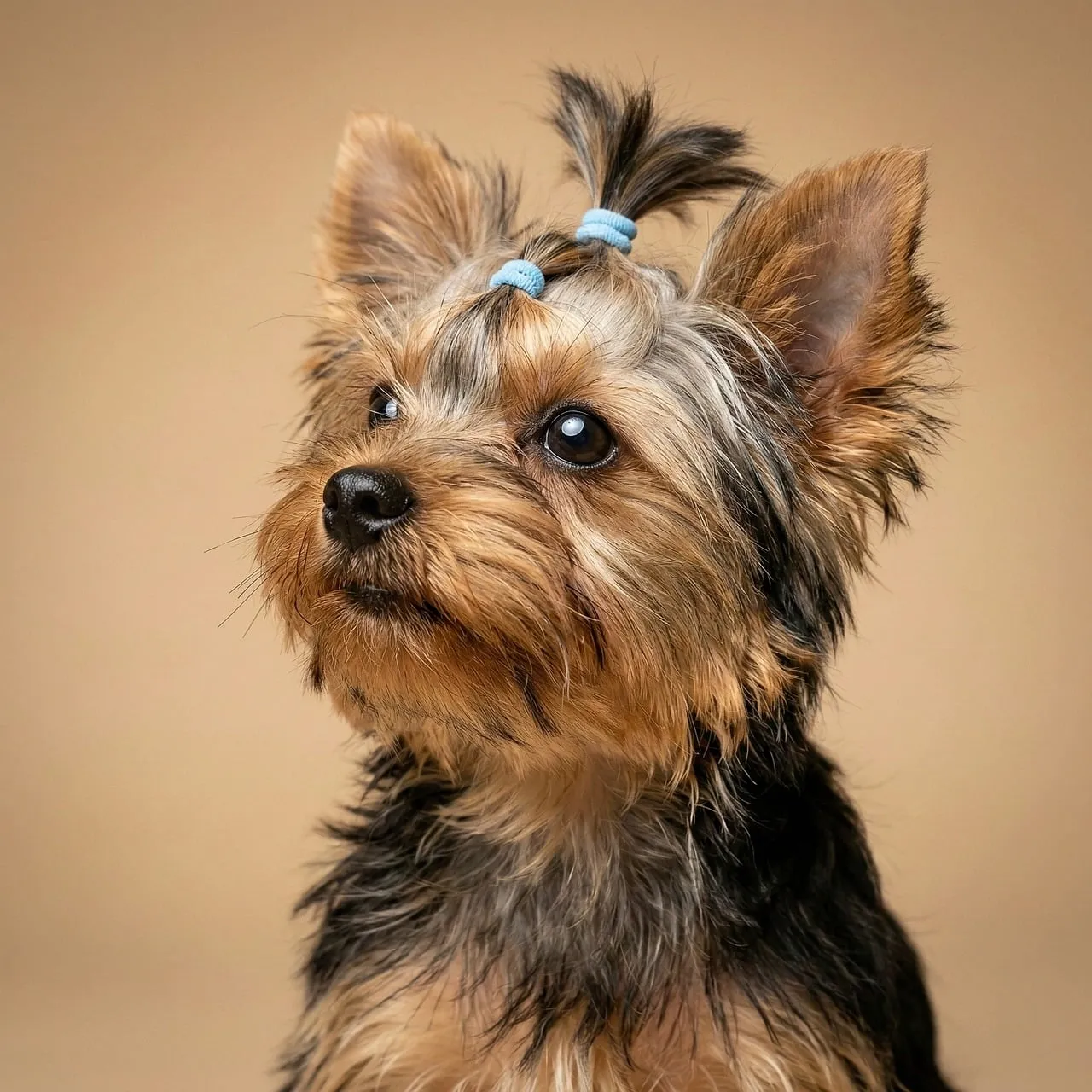 Adorable Yorkshire Terrier Puppy: Curious Gaze on Beige