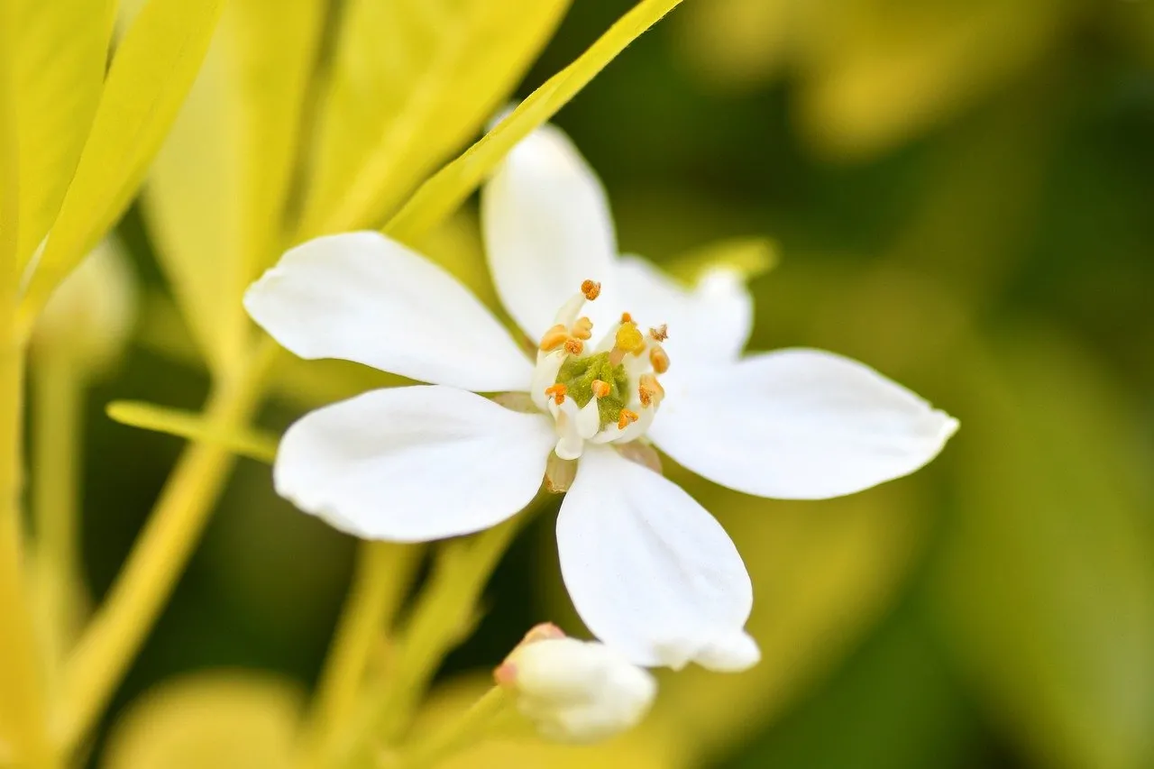 Stunning White Mexican Orange Blossom in Spring