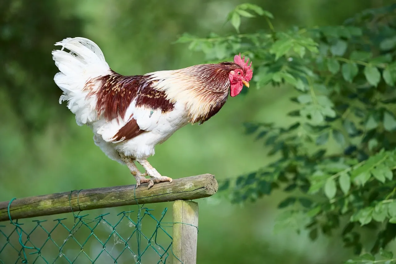 Vibrant Rooster Perched: Farm Life in Summer Green