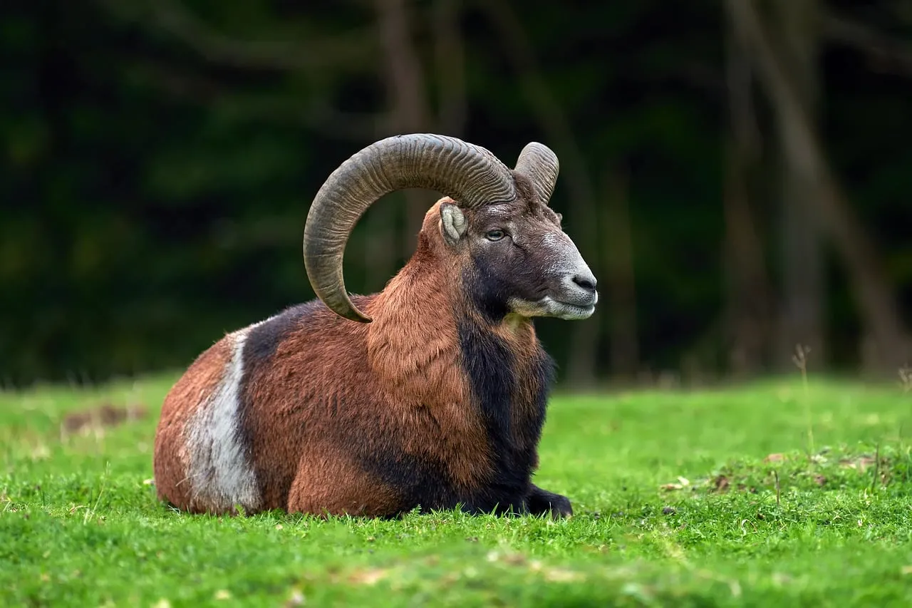 Majestic Wild Ram: Serene Mountain Meadow Portrait