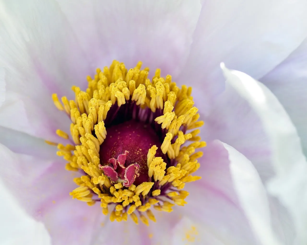 Stunning Peony Macro: Golden Stamens, Delicate Petals