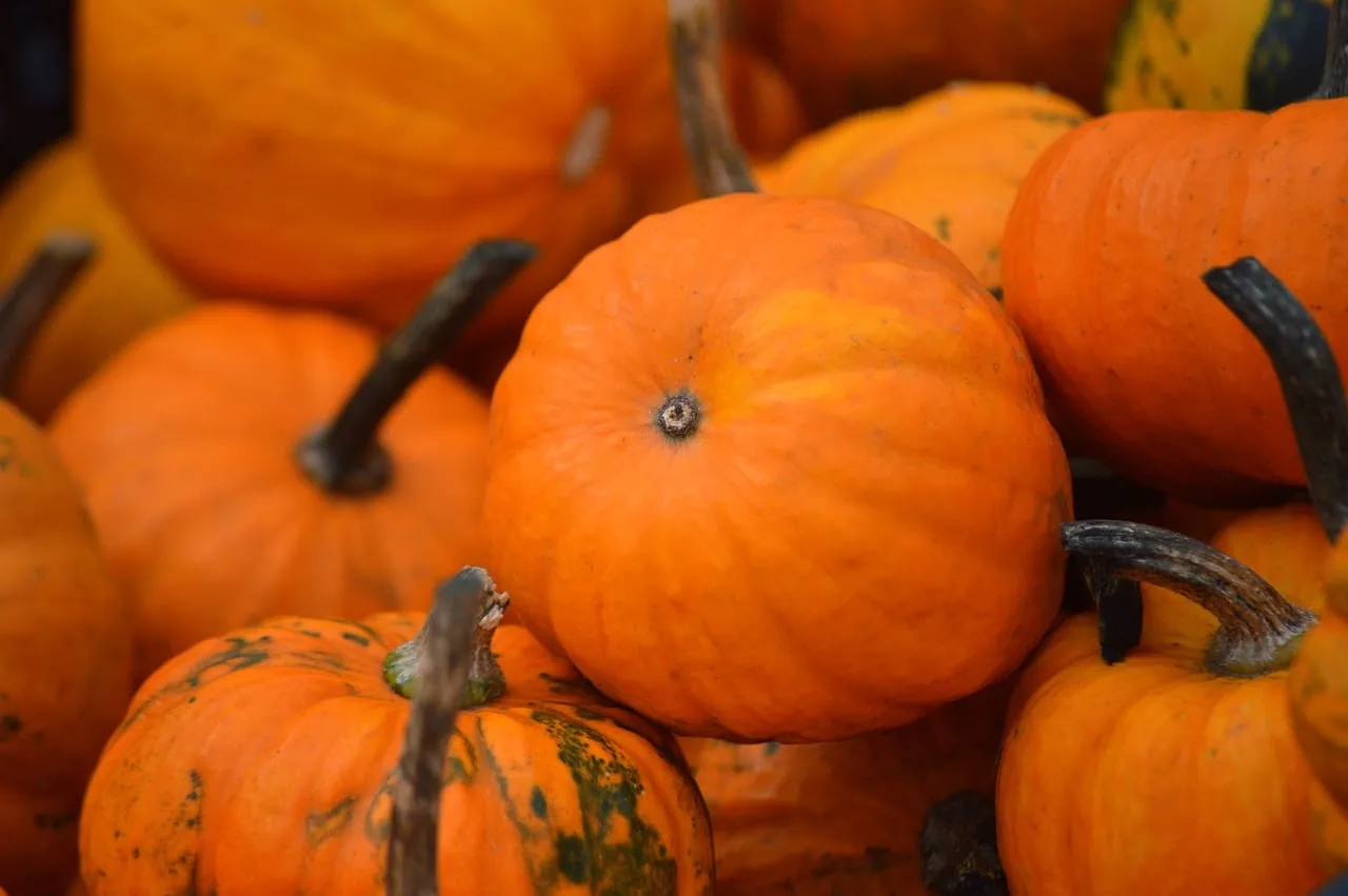 Vibrant Autumn Harvest: Fresh Organic Pumpkins Pile