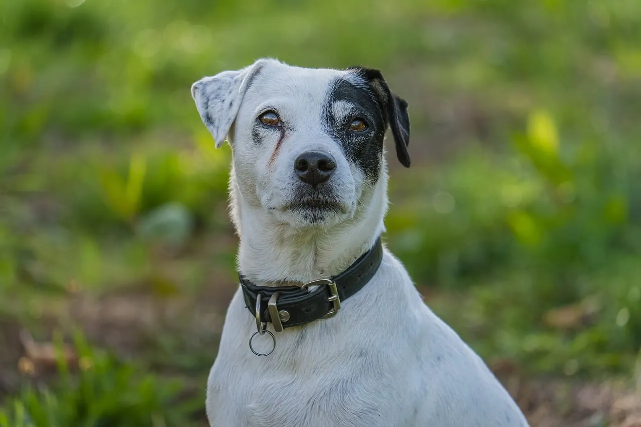 Intense Gaze: Black and White Jack Russell Terrier Portrait