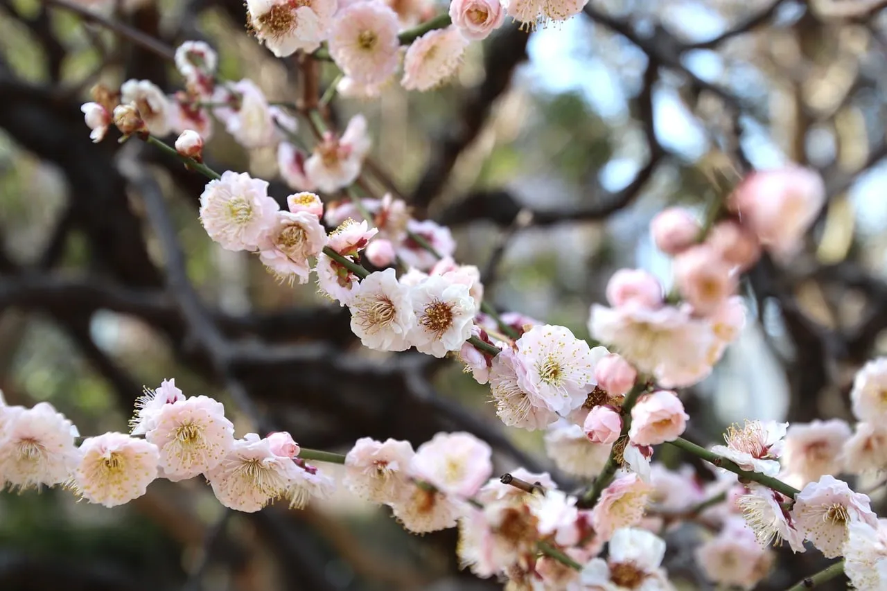 Enchanting Pink Plum Blossoms: Spring's Delicate Embrace