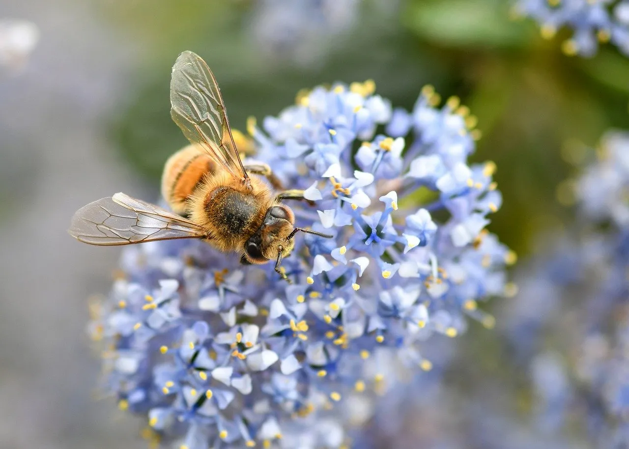 Vibrant Macro: Honey Bee Foraging on Purple Lilac