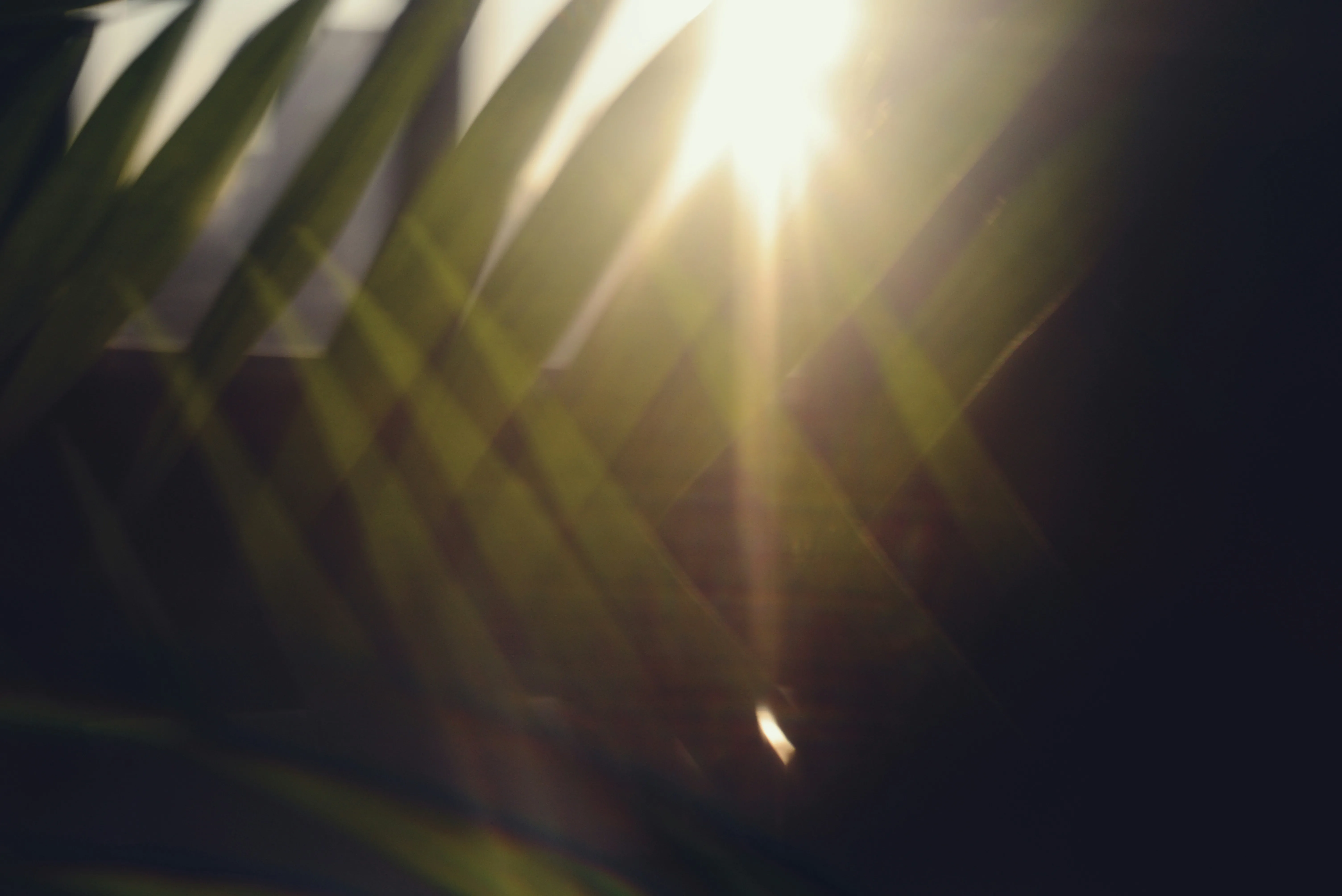 Radiant Green: Sun-Kissed Leaves with Golden Lens Flare