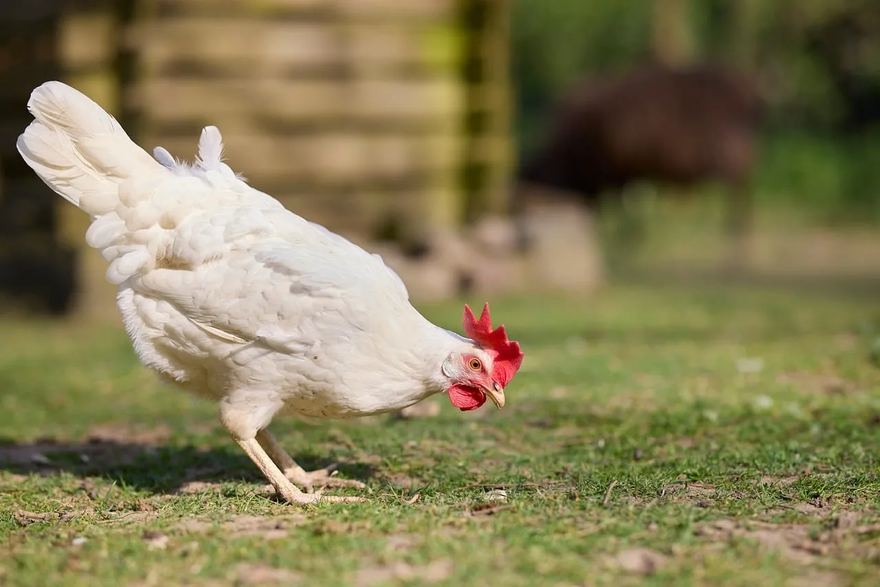 Vibrant White Chicken Foraging on Sunny Green Grass