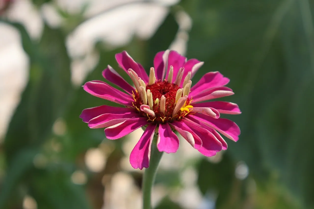 Vibrant Magenta Zinnia: A Summer Bloom's Macro Beauty