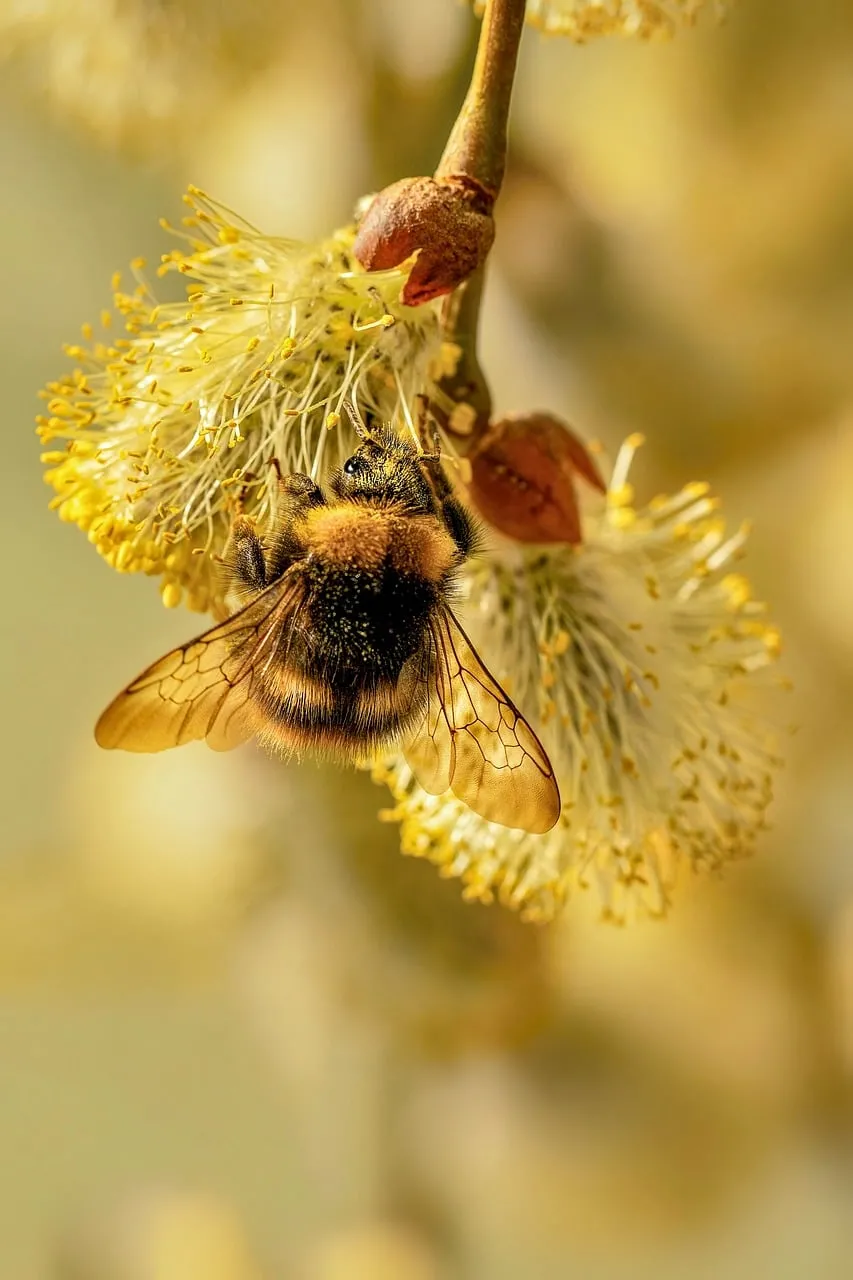Vibrant Spring Macro: Bumblebee Pollinating Willow Catkin