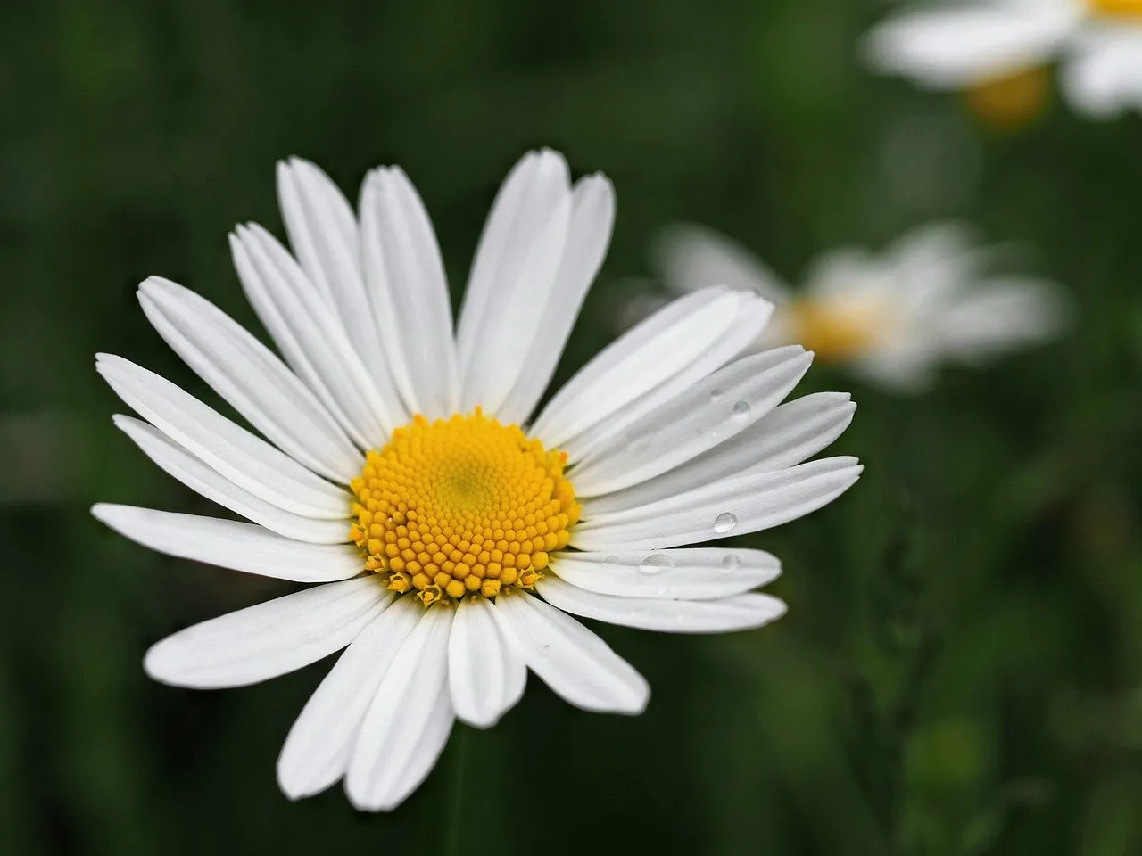 Stunning Daisy Macro: Fresh Drops on White Petals