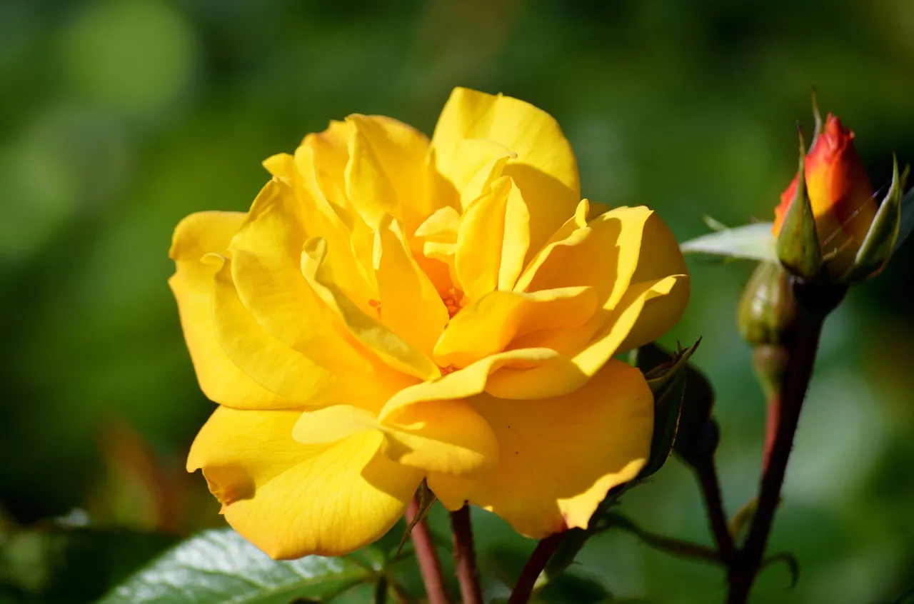 Vibrant Yellow Rose: A Glimmer of Nature's Beauty
