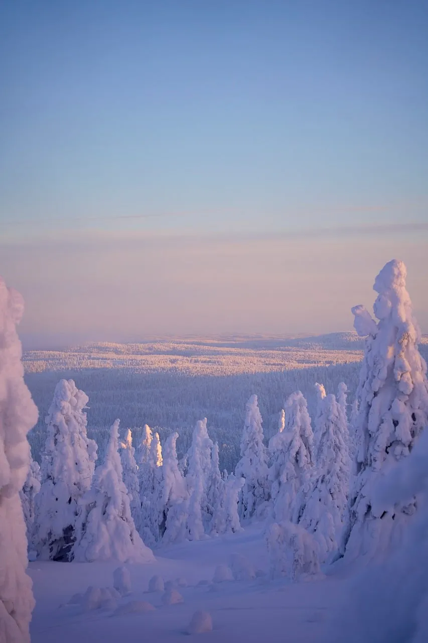 Enchanting Winter Wonderland: Frozen Forest Under a Hazy Pink Sky