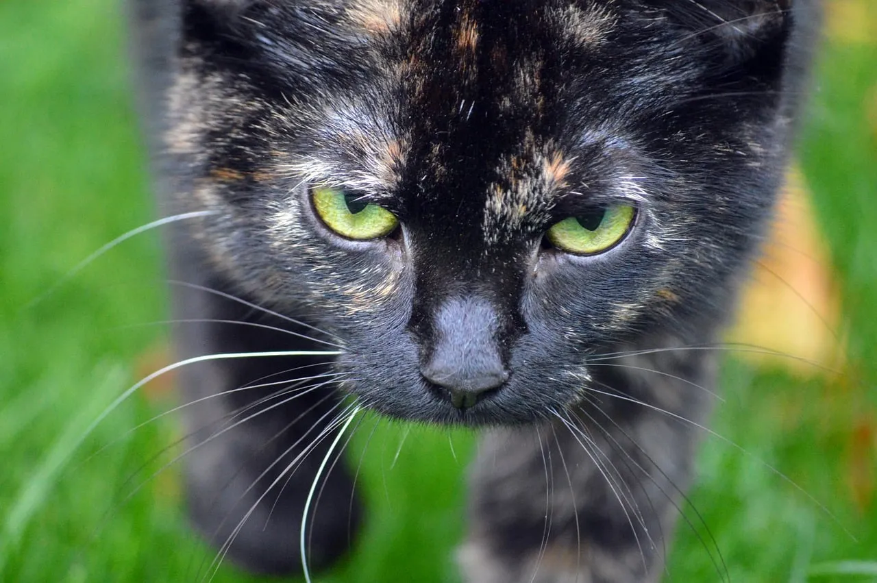 Intense Gaze: Tortoiseshell Cat Stalking in Lush Green Grass