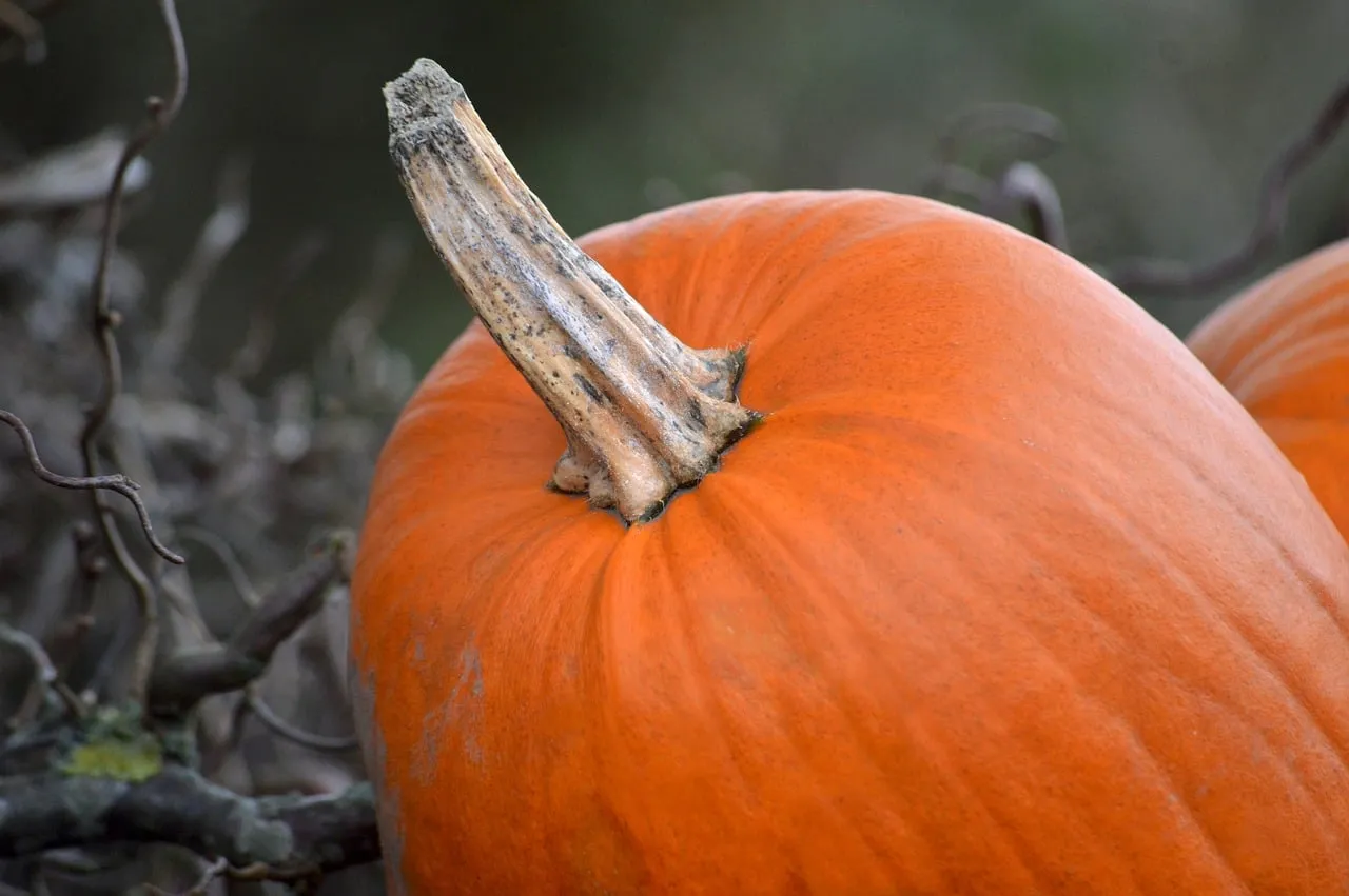 Vibrant Autumn Delight: Close-Up of a Fresh Orange Pumpkin
