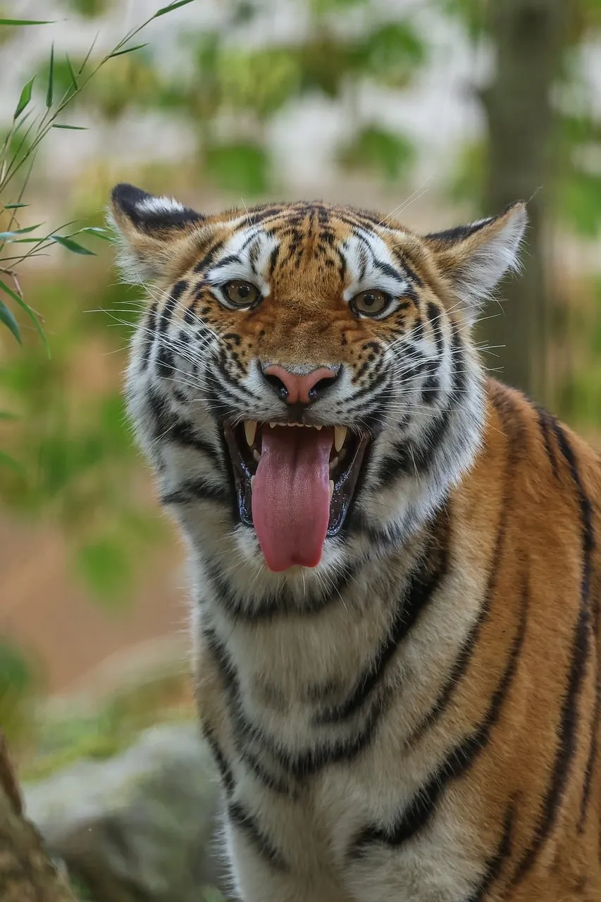 Fierce Yawn: Majestic Tiger's Raw Wilderness Expression