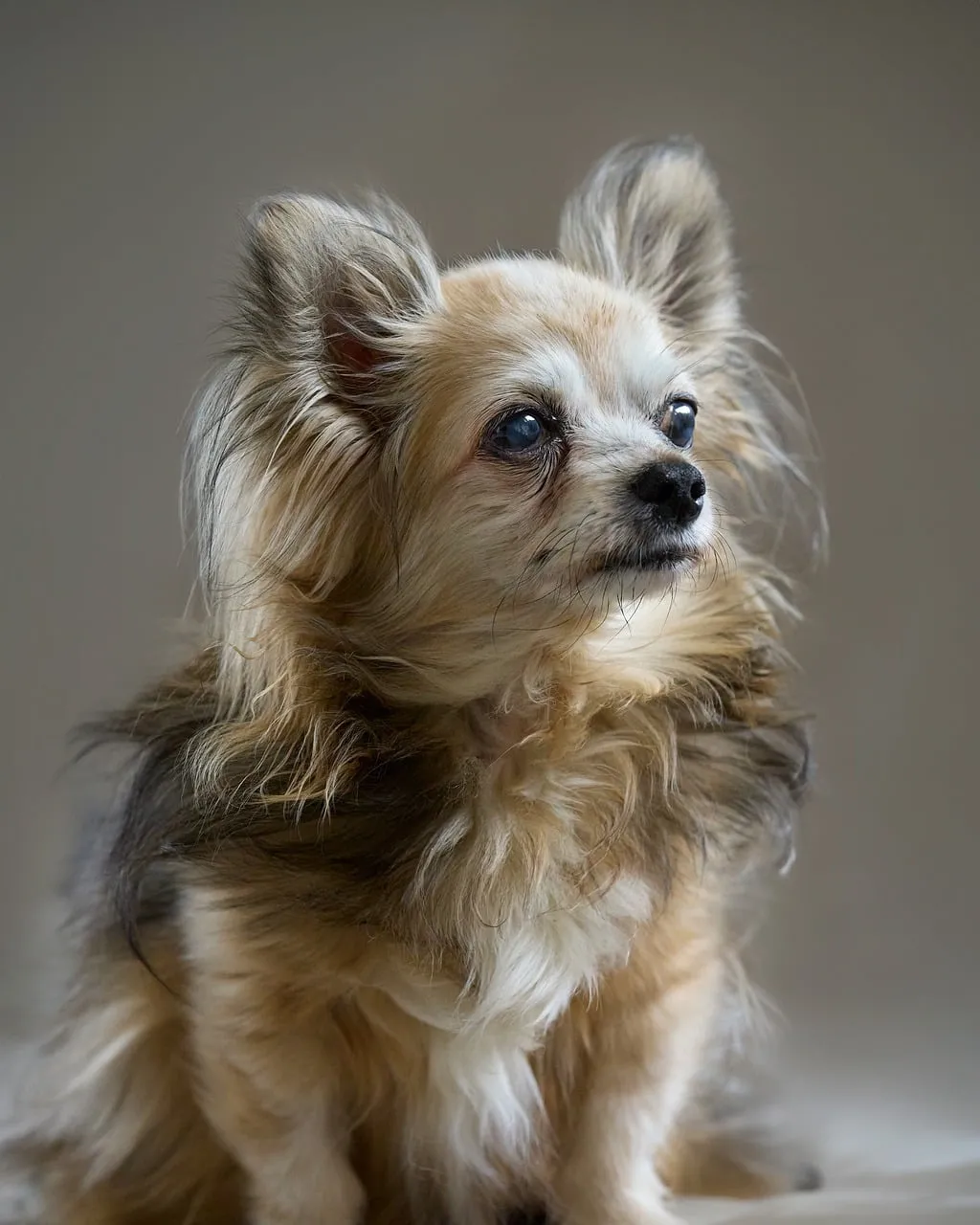Charming Chihuahua Portrait: Cute and Attentive Pet